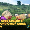 Usaha Kecil Kecilan di Desa yang Cocok untuk Pemula dan Ibu Rumah Tangga